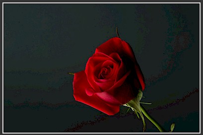 The Red Rose